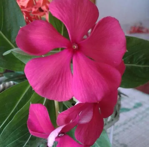 Apartment Seychelles Yellow Petals