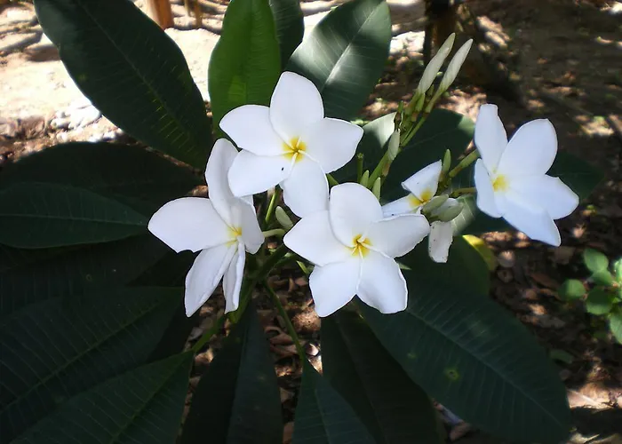 Seychelles Yellow Petals Apartment