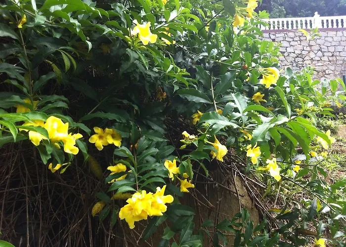 Seychelles Yellow Petals * Anse Boileau