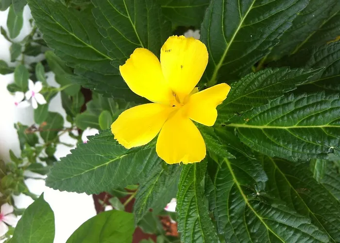 Apartment Seychelles Yellow Petals *