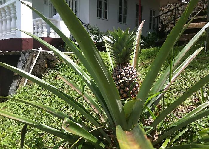 Apartment Seychelles Yellow Petals