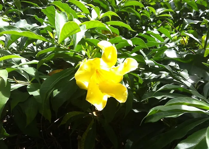 Apartment Seychelles Yellow Petals Anse Boileau