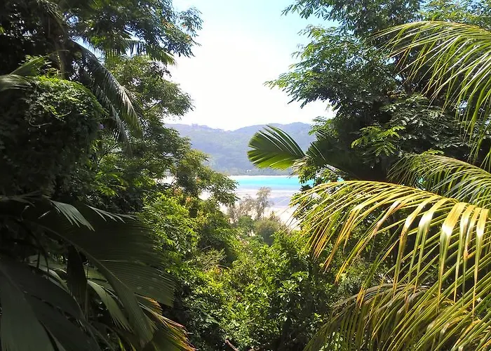 Seychelles Yellow Petals * Anse Boileau